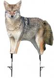 SONG DOG COYOTE DECOY